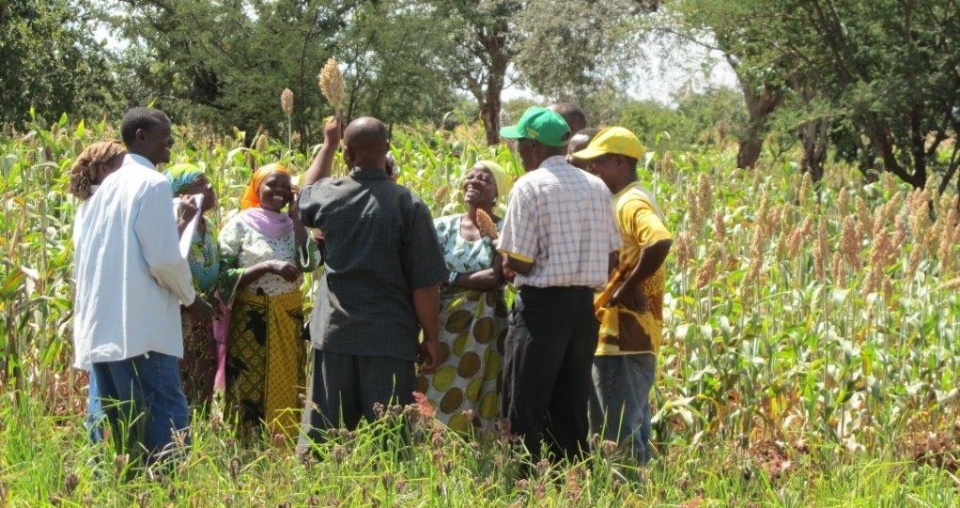 NGO Access Agriculture and their work on FFS NGO Access Agriculture and their work on FFS